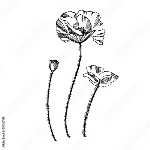 Poppy flowers. Botanical plant illustration. Vintage medicinal herbs sketch s...