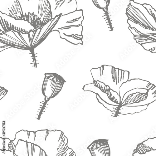 Poppy flowers. Botanical plant illustration. Vintage medicinal herbs sketch s...