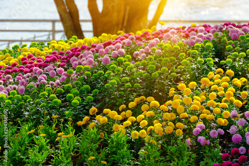 Flower garden and morning sun
