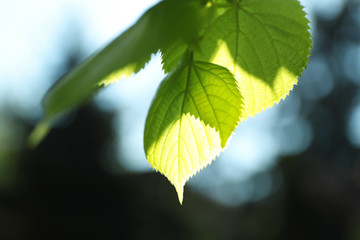 Tree branch with green leaves on sunny day