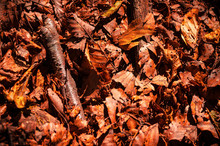 Red Brown Dry Autumn Leaves Fallen On Teh Ground On Black Background