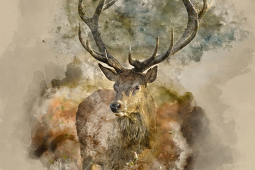 Wall Mural - digital watercolor painting of beautiful red deer stag cervus elaphus with majestic antlers in autum
