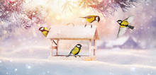 Christmas Card With Birds. Winter Landscape