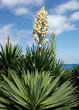© anokato - Wild giant dagger yucca plants blooming in the Azores at the coast by the atlantic ocean on a sunny day.