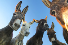 Portrait Of Five Curious Funny Donkeys