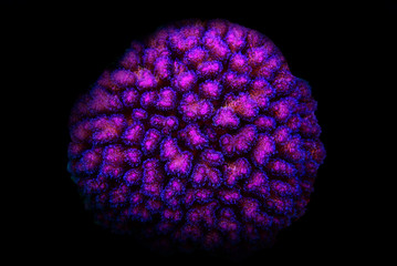 Sticker - Pocillopora (Pocilloporidae) short polyps stony coral 