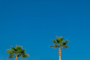 Green palm trees on bright blue sky. Image with copy space