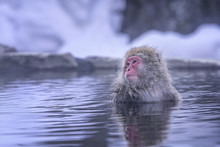 Travel Asia. Red-cheeked Monkey. Popular Tourist Destinations In Japan. During Winter, You Can See Monkeys Soaking In A Hot Spring At Hakodate Is Popular Hot Spring. The Snow Monkeys Soak In Japan.