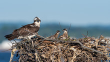A Female Osprey Perched On Her Nest With Two Hatchlings.