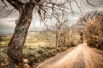 Canvas Print - Mood fall photo of Tuscany and free space for your decoration 