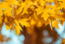 Close-up Yellow Maple Leaves On Tree Against Blue Sky And Defocused Trees. Autumn Fall Background. Colorful Foliage.