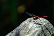 Blutrote Libelle Sympetrum sanguineum Dragonfly Nahaufnahme rot Farbe intensiv Flügel transparent Gewösser Schatten Ansitz Beute Jäger Insekt grazil Augen leuchtend Makro