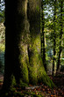 Baum Rinde Wald Herbst Bäume Laub Sonnenlicht Abend Sauerland Iserlohn Oberfläche Hintergrund Schutz Borke Stamm grün Moos Deutschland Iserlohn Grüner Tal Blätter Boden Natur