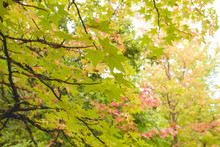 Detail Of Liquidambar Tree Autumnal Foliage