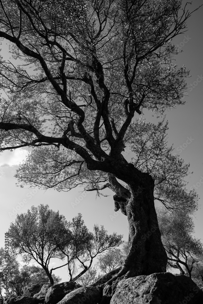 Olivenbaum Sardinien Gegenlicht schwarz wei Struktur Tortoli Insel  Landschaft Symbol Sonne Graustufen lbaum Olivier Hain Ernte ste Stamm  Strukur Hintergrund Trauer Strke Schpfung Sinnbild Stock Photo | Adobe  Stock