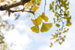 © Azahara MarcosDeLeon - Detail of autumnal ginkgo bilova leaves
