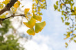 © Azahara MarcosDeLeon - Ginkgo autumnal leaves close up
