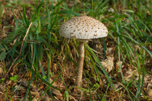 Macrolepiota Procera Or Parasol Mushroom