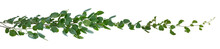 Green Leaves Vine Isolated, Ivy Jungle Creeper Tropical Against White Background. Have Clipping Path