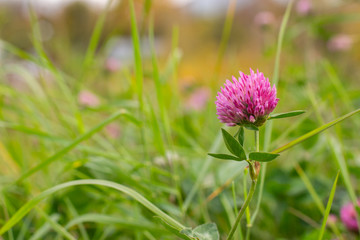 Wall Mural - Fresh pink clover flower close-up on a background of green grass. Flowering meadow grass, background