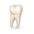 © Alex Mit - Dental anatomy - First maxillary molar tooth. Medically accurate dental 3D illustration