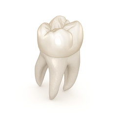 Wall Mural - Dental anatomy - First maxillary molar tooth. Medically accurate dental 3D illustration