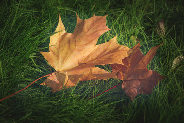 Two beautiful yellow and orange maple leaves on green grass on a nice and sunny day during autumn season in September, October or November (with copyspace for your text)