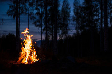 burning campfire on a dark night in a forest. twilight sky and trees in the background.