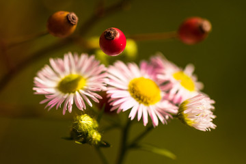 Wall Mural - Pink daisied and red fruit of rose in sunlight. Closeup.