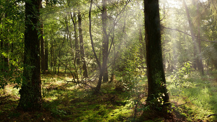 Wall Mural - Wald mit zwei großen Bäumen im Vordergrund und Sonnenstrahlen im Nebel im Hintergrund