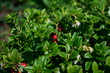 Ripe cowberry on the bush in the garden