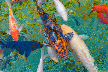 Wall Mural - macro koi fish carps in water