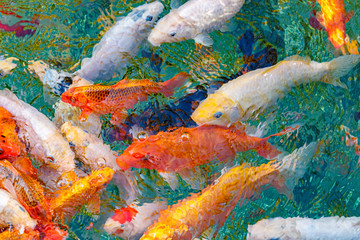 Wall Mural - macro koi fish carps in water