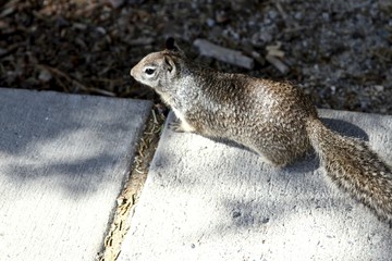 Squirrel