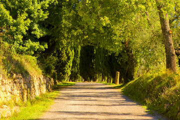  View of a path in the middle of the countryside. On the sides of the road there are pines.