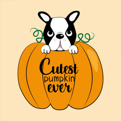 Wall Mural - Cutest pumpkin ever-text, with pumpkin and cute Boston terrier, on beige background. Good for textile, t-shirt, banner ,poster, print on gift.