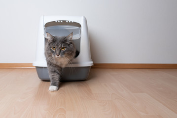 frontal view of young blue tabby maine coon cat leaving gray hooded cat litter box with flap entrance standing on a wooden floor in front of white wall with copy space looking ahead