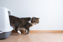 Side View Of Tabby British Shorthair Cat Leaving Hooded Gray Cat Litter Box With Flap Entrance On Wooden Floor In Front Of White Wall With Copy Space Looking To The Side