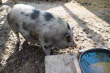 Pig In The Mud