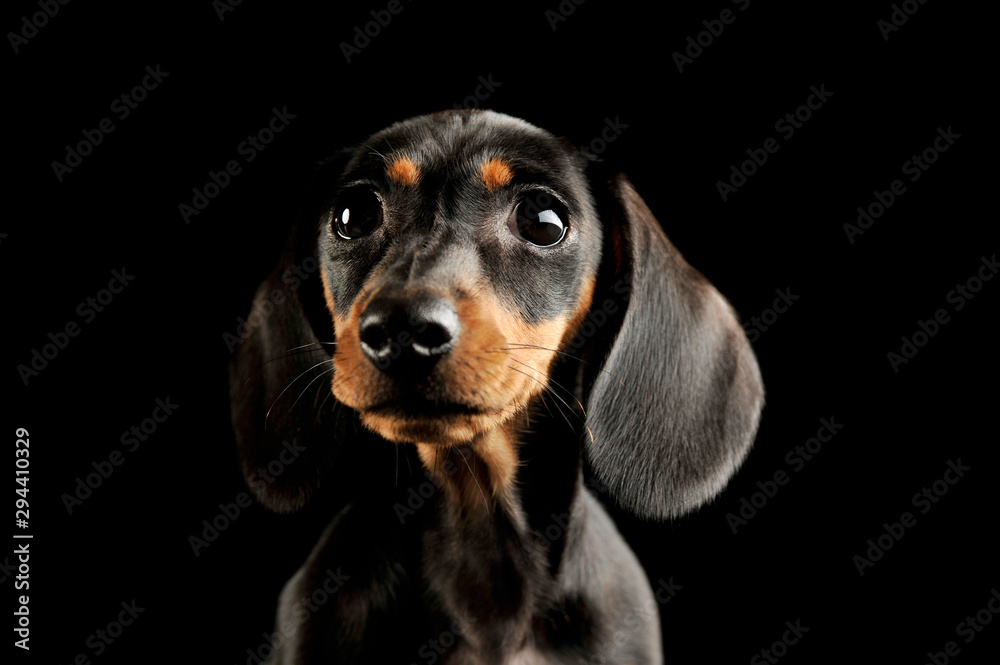 Portrait of and adorable Dachshund puppy - obrazy, fototapety, plakaty 