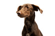 Portrait of an adorbale mixed breed puppy