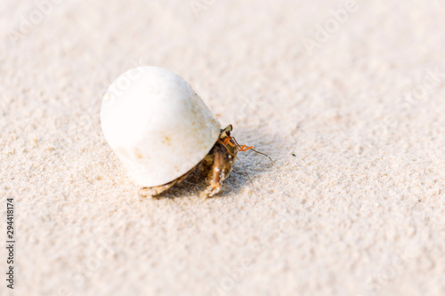 Cuadros en Lienzo Hermit crabs that use human waste as habitat.