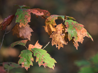 Wall Mural - Autumnal colored oak leaves dark