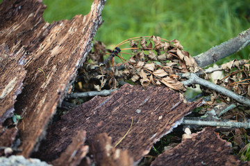 wood in grass