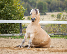 The Portrait Of A Horse Sitting On The Field, Training And Dressage