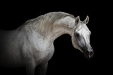 Fototapeta Konie - Portrait of a beautiful white Arabian horse on black background isolated