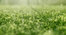 Handheld Shot Of Green Fresh Grass Meadow With Dewdrops In The Backlit In Spring. Cine Lens.