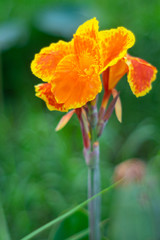 Wall Mural - Beauty canna lilly flower in a tropical garden