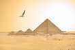 Seagull and egyptian pyramids