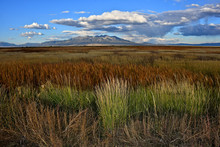 Wild Grasses And Reeds In Wetlands With The Backdrop Of Blanca Peak, Sacred To The Navajo People, Alamosa National Wildlife Refuge, Colorado